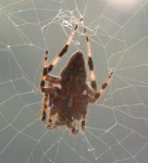 image of barn_spider