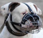 image of muzzle