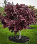 image of tree