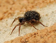 image of wolf_spider