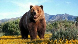 image of animal