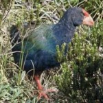 image of bird
