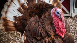 image of animal