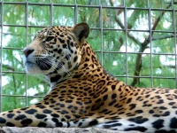 image of animal