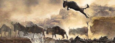 image of animal_migration