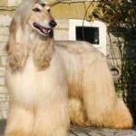 image of animal