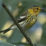 image of bird