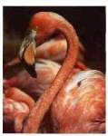 image of animal