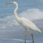 image of bird