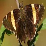 image of animal
