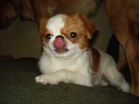 image of animal