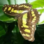 image of animal