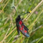 image of animal
