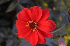 image of flower