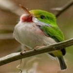 image of bird