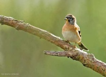 image of brambling