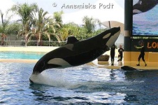 image of killer_whale #29