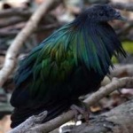 image of bird