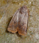 image of animal
