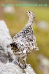image of ptarmigan