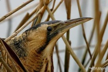 image of bittern