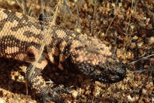image of gila_monster
