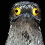 image of bird