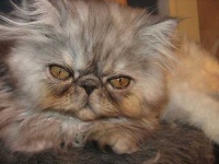 image of persian_cat #22