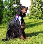 image of gordon_setter #7