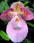 image of flower