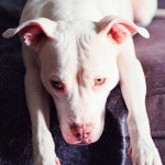 image of animal