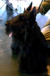 image of scottish_terrier #2