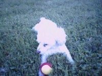 image of miniature_poodle