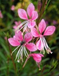 image of flower