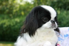 image of animal