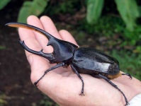 image of animal