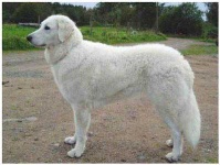 image of kuvasz