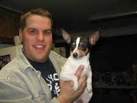 image of toy_terrier