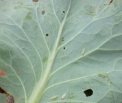 image of damage_to_cabbage_leaves