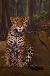image of jaguar_car