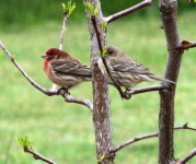 image of house_finch