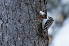 image of woodpecker #32