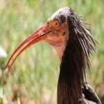 image of northern_bald_ibis #0