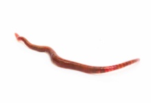 image of animal