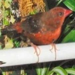 image of bird