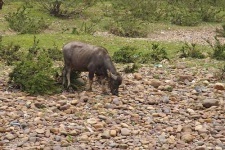 image of water_buffalo #4