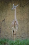 image of gazelle