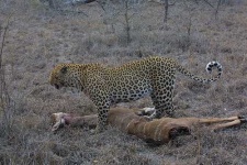 image of leopard