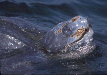 image of leatherback_turtle