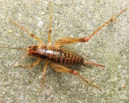 image of cricket